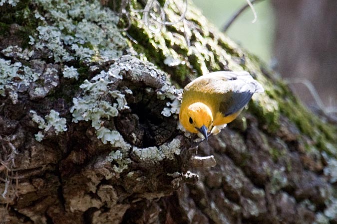 Prothonotary Warbler at Fort De Soto County Park by Richard Becker