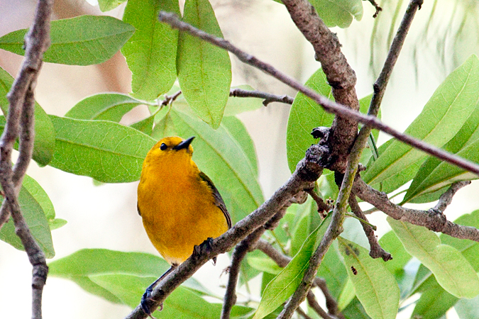 Prothonotary Warbler at Fort De Soto County Park by Richard Becker