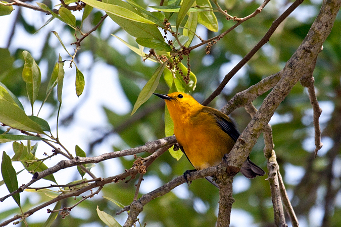 Prothonotary Warbler at Fort De Soto County Park by Richard Becker