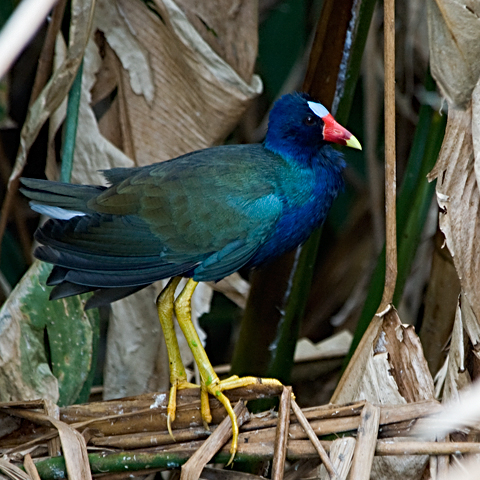 Purple Gallinule at Green Cay Wetlands, Florida