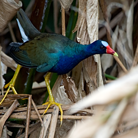 Purple Gallinule at Green Cay Wetlands, Florida