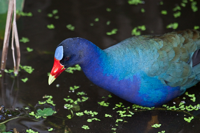 Purple Gallinule at Wakodahatchee Wetlands, Florida