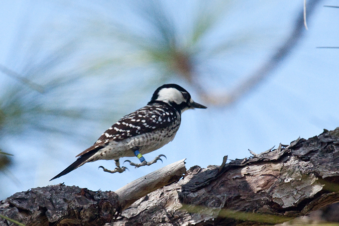 Red-cockaded Woodpecker, Three Lakes WMA, Osceola County, Florida