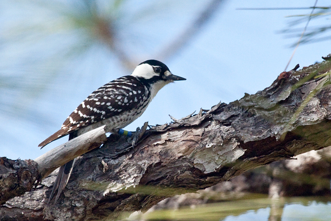 Red-cockaded Woodpecker, Three Lakes WMA, Osceola County, Florida