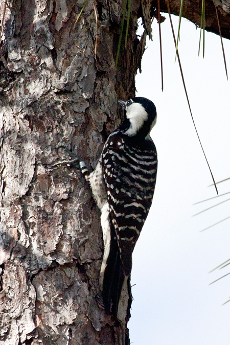 Red-cockaded Woodpecker, Three Lakes WMA, Osceola County, Florida