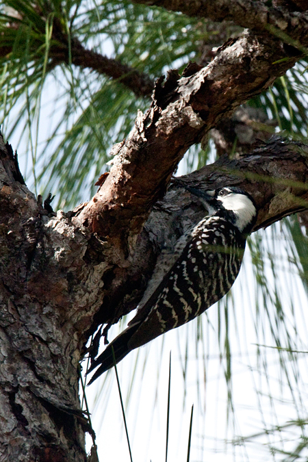 Red-cockaded Woodpecker, Three Lakes WMA, Osceola County, Florida