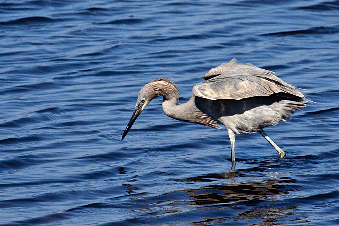 Red morph Reddish Egret, Merritt Island National Wildlife Refuge, Florida