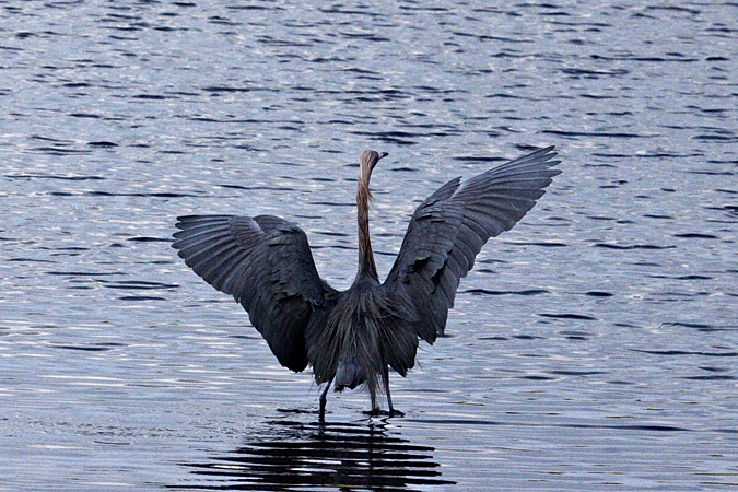 Red morph Reddish Egret, Merritt Island National Wildlife Refuge, Florida