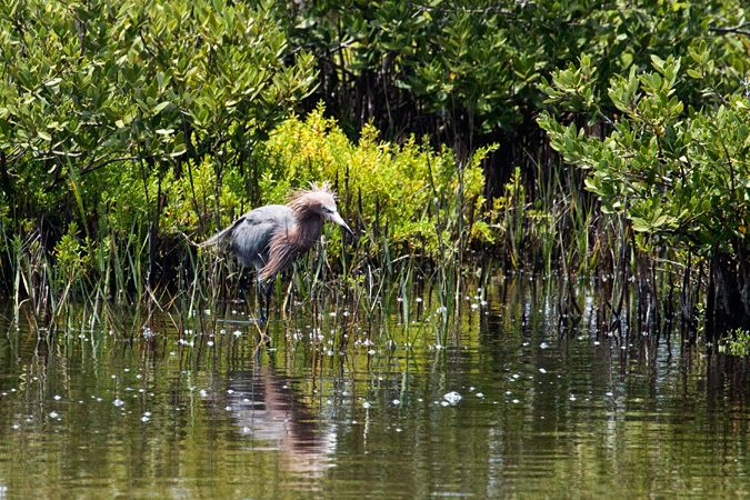 Red morph Reddish Egret, Merritt Island National Wildlife Refuge, Florida