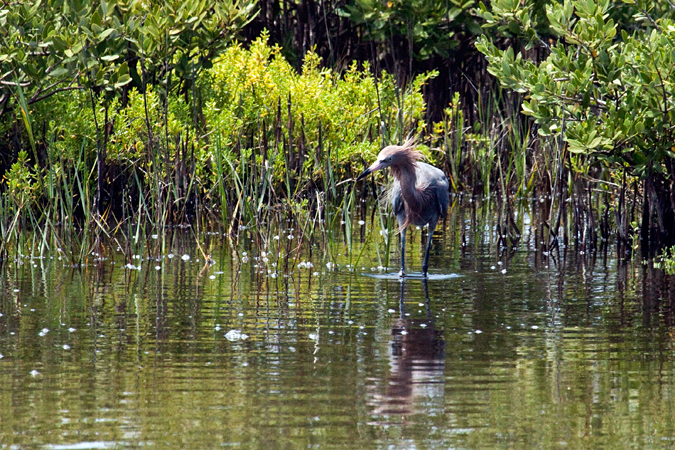 Red morph Reddish Egret, Merritt Island National Wildlife Refuge, Florida