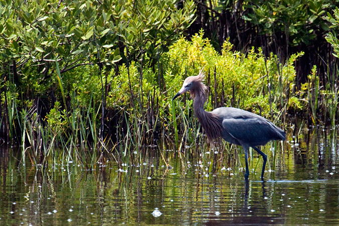 Red morph Reddish Egret, Merritt Island National Wildlife Refuge, Florida