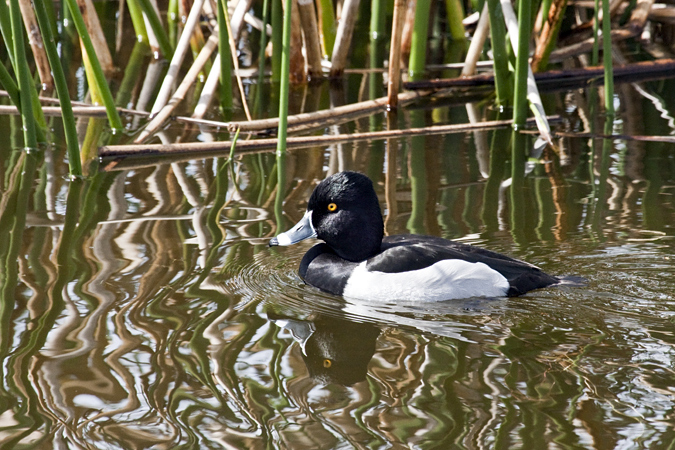 Male Ring-necked Duck at Viera Wetlands, Viera, Florida