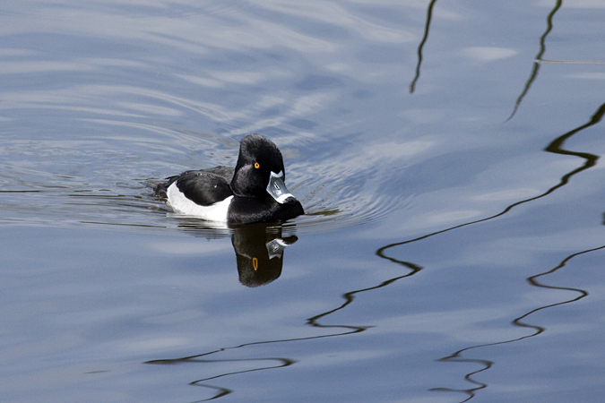 Male Ring-necked Duck at Viera Wetlands, Viera, Florida