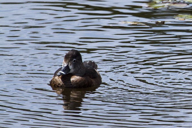 Male Ring-necked Duck at Viera Wetlands, Viera, Florida