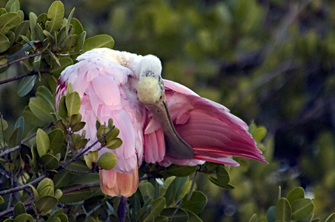 Roseate Spoonbill, Merritt Island NWR, Florida