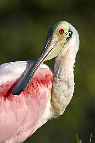 Roseate Spoonbill, Merritt Island NWR, Florida