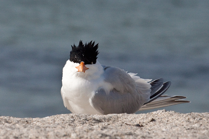 Royal Tern at Fort De Soto County Park by Richard L. Becker