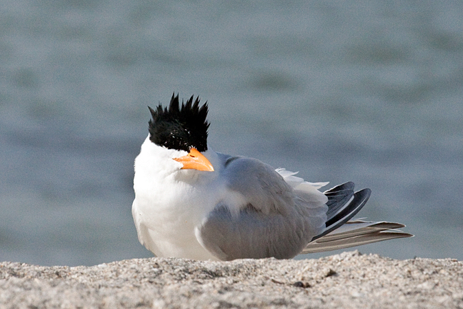 Royal Tern at Fort De Soto County Park by Richard L. Becker