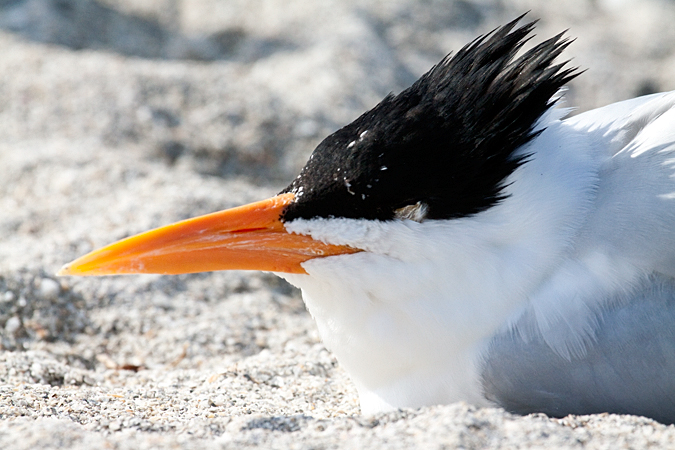 Royal Tern at Fort De Soto County Park by Richard L. Becker