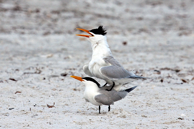 Royal Tern at Longboat Key by Richard L. Becker