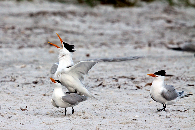 Royal Tern at Longboat Key by Richard L. Becker