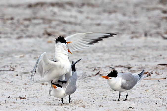 Royal Tern at Longboat Key by Richard L. Becker