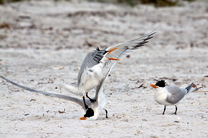 Royal Tern at Longboat Key by Richard L. Becker