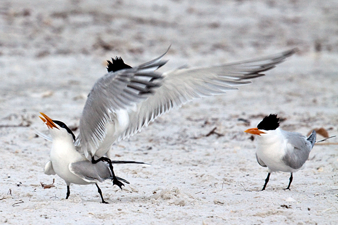 Royal Tern at Longboat Key by Richard L. Becker