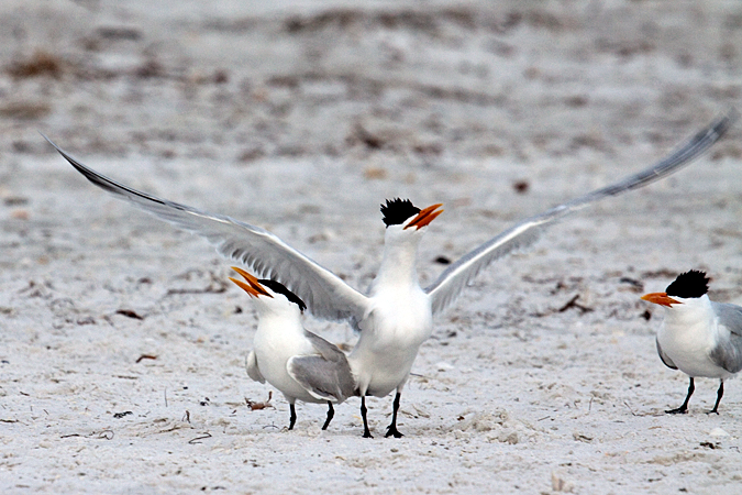 Royal Tern at Longboat Key by Richard L. Becker