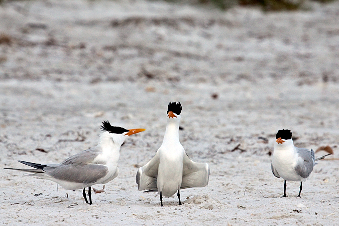 Royal Tern at Longboat Key by Richard L. Becker