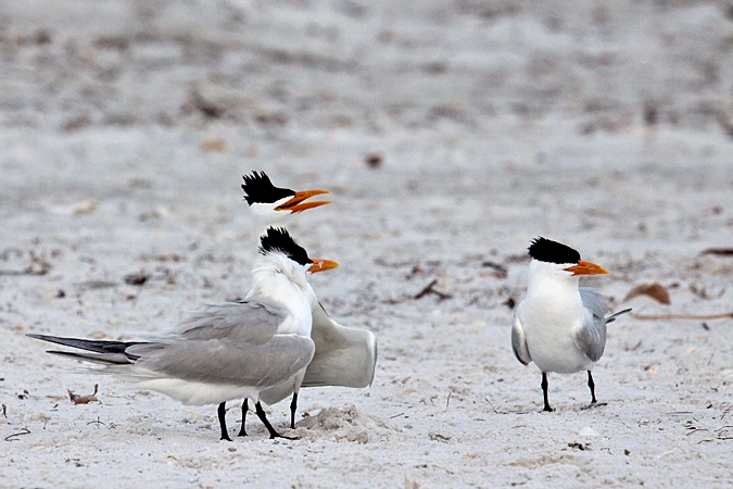 Royal Tern at Longboat Key by Richard L. Becker