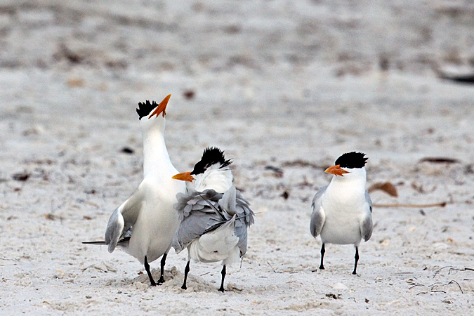 Royal Tern at Longboat Key by Richard L. Becker