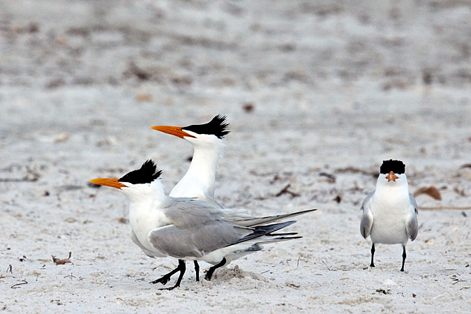 Royal Tern at Longboat Key by Richard L. Becker