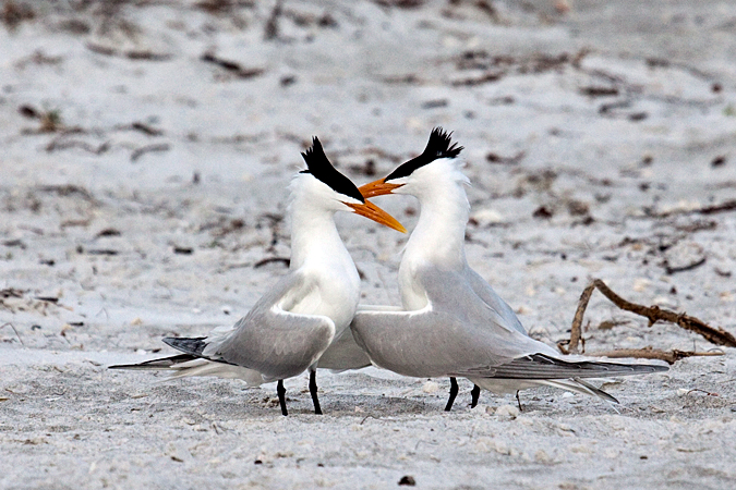 Royal Tern at Longboat Key by Richard L. Becker