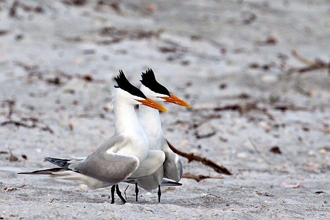 Royal Tern at Longboat Key by Richard L. Becker