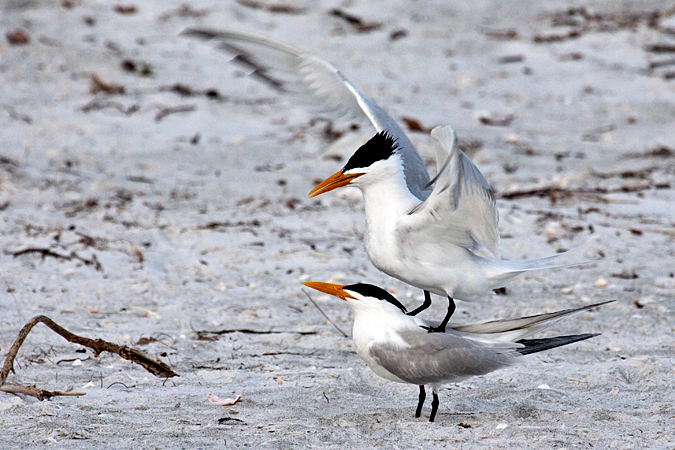 Royal Tern at Longboat Key by Richard L. Becker