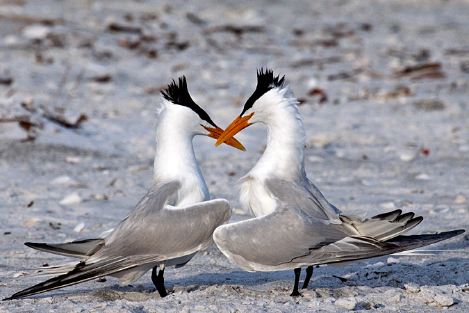 Royal Tern at Longboat Key by Richard L. Becker