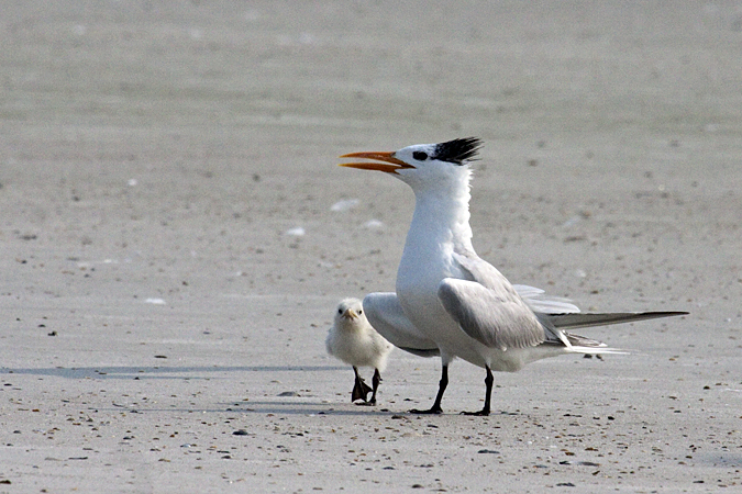 Royal Tern at Huguenot Memorial Park, Jacksonville, Florida by Richard L. Becker