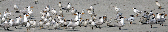 Royal Tern at Huguenot Memorial Park, Jacksonville, Florida by Richard L. Becker