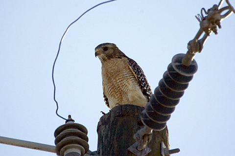 Red-shouldered Hawk at Clay Island, Lake Apopka Restoration Area