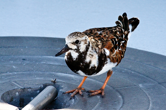 Ruddy Turnstone on the Yankee Freedom at Garden Key, Dry Tortugas, Florida by Richard L. Becker