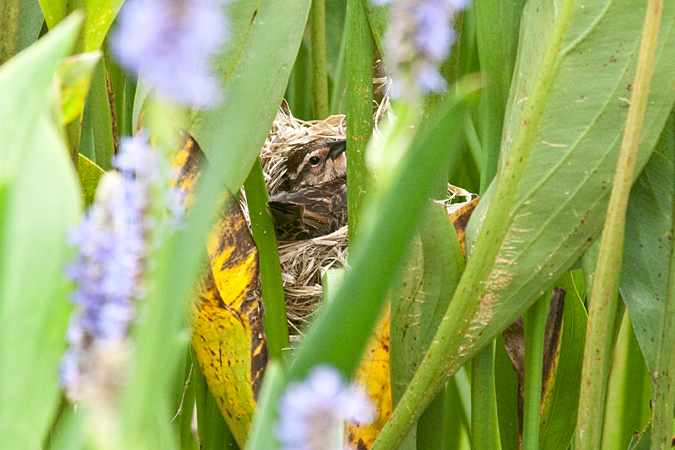 Nesting female Red-winged Blackbird at Green Cay Wetlands, Boynton Beach Florida