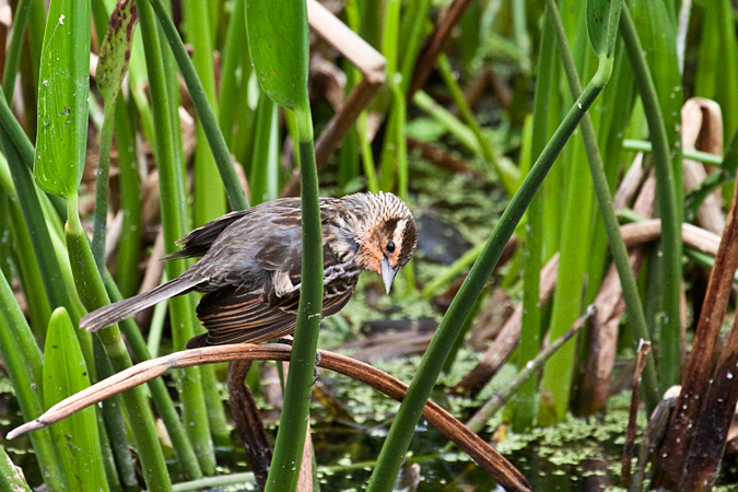 Female Red-winged Blackbird at Green Cay Wetlands, Boynton Beach Florida