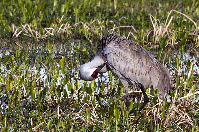 Sandhill Crane at Viera Wetlands, Viera, Florida