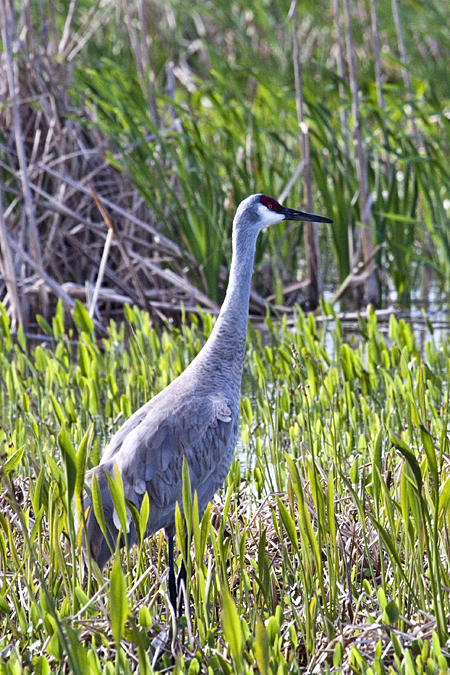 Sandhill Crane at Viera Wetlands, Viera, Florida