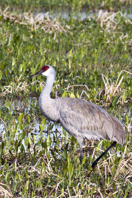 Sandhill Crane at Viera Wetlands, Viera, Florida