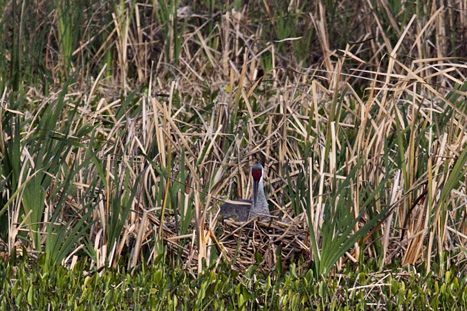 Sandhill Crane on Nest at Viera Wetlands, Viera, Florida