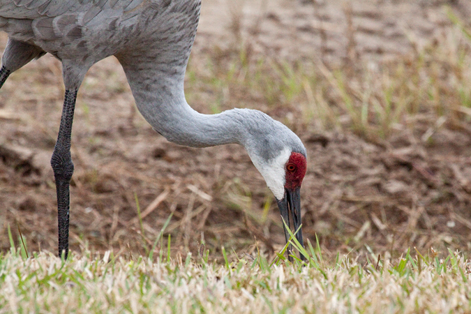 Sandhill Crane at Nocatee, Ponte Vedra, St. Johns County, Florida