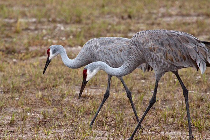 Sandhill Crane at Nocatee, Ponte Vedra, St. Johns County, Florida