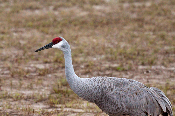 Sandhill Crane at Nocatee, Ponte Vedra, St. Johns County, Florida